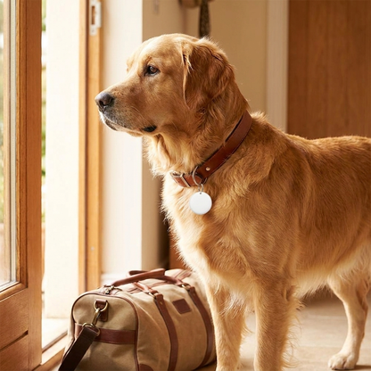 Smart pet tracker tag attached to a dog collar